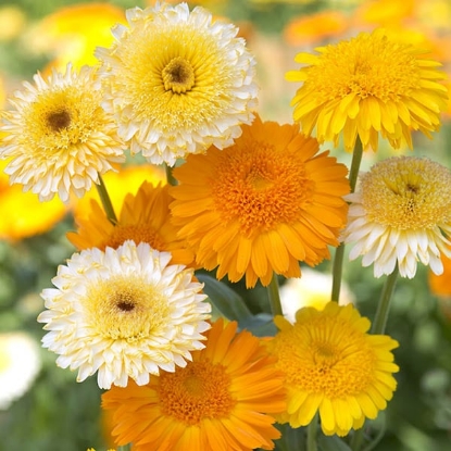 Picture of Calendula - Kinglet Formula Mixed